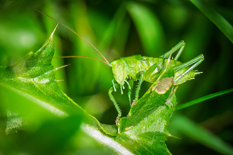 Sprinkhaan in het groen