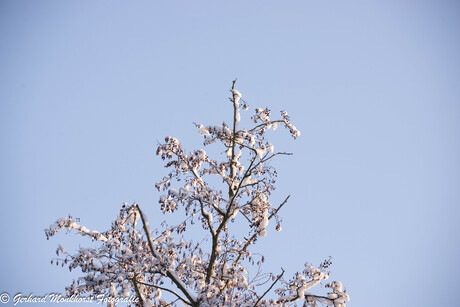 Besneeuwde Boomtop