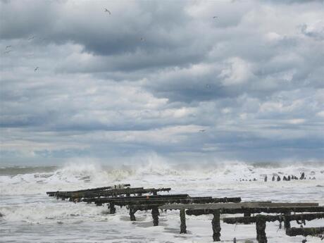 IMG_3509 (Large).JPG