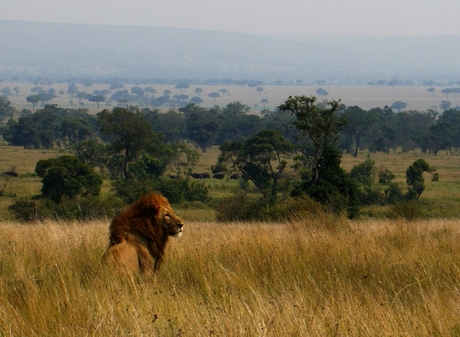 the king and his kingdom