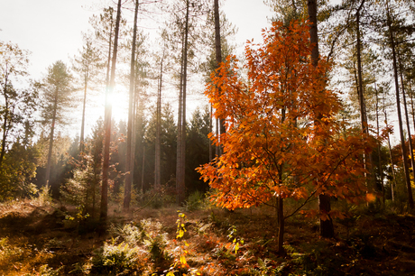 Autumn Tree