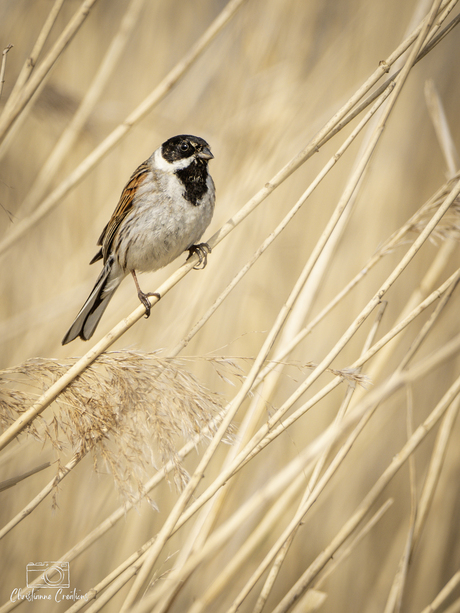 Rietgors verstopt tussen gouden halmen