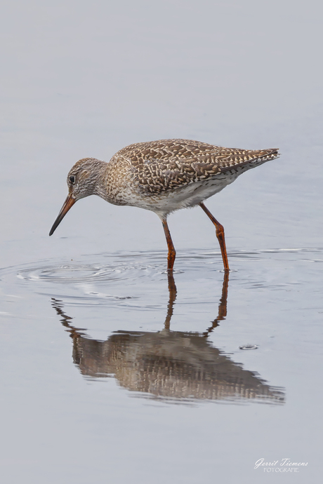 Tureluur (Juveniel)