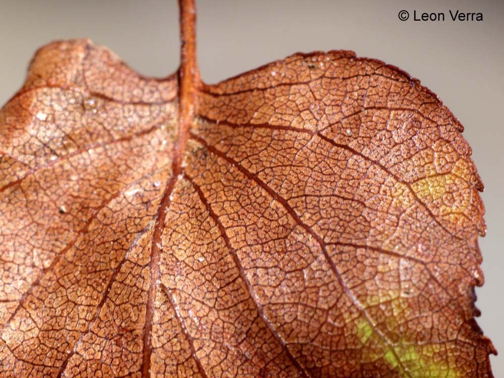 Blad structuur (macro) - Geen omschrijving. - foto door leonverra op 06-08-2009 - deze foto bevat: Blad structuur (macro)