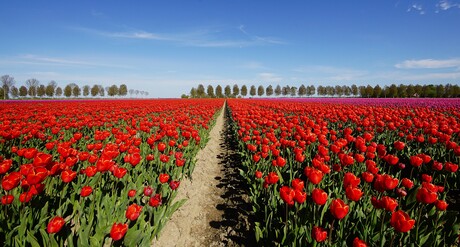 De Kleurige Noordoostpolder.