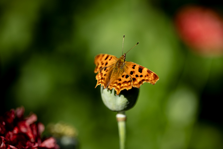 vlinder tussen papavers