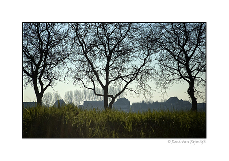 Schoonhoven --Just trees 02--