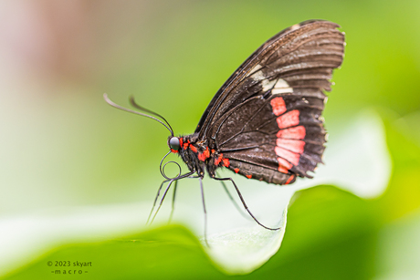 Parides Iphidamas