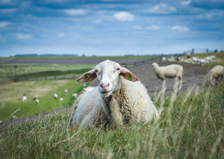 Waddenschaap III