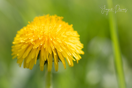 paardenbloem