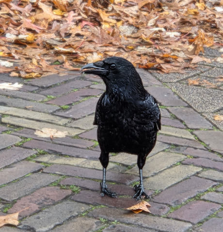 Zwarte Kraai