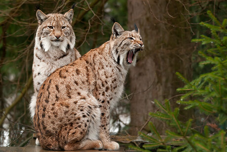 Lynxen