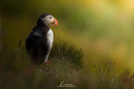 Papegaaiduiker Noorwegen
