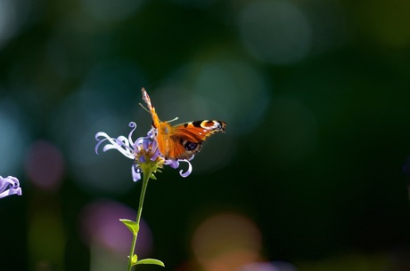 Vlinder in de zon