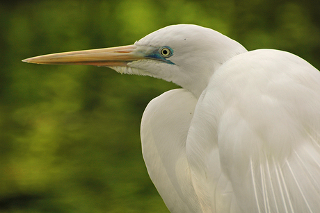 Zilverreiger