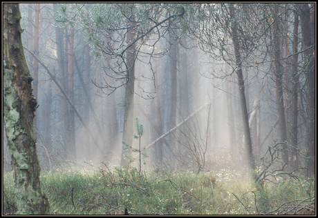 nevel op de veluwe