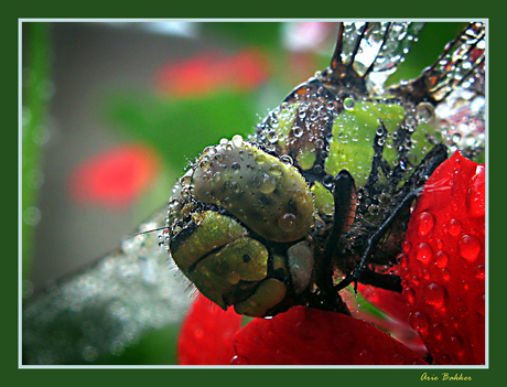 Groene Glazenwasser