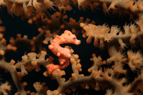 Pygmee seahorse