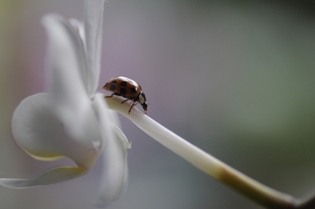 lieveheersbeestje op orchidee