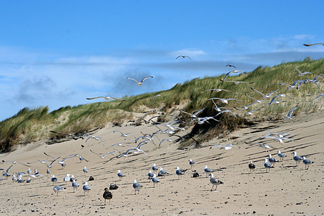 Texels landschap 4