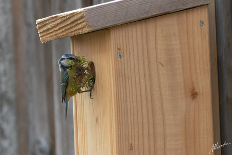 Pimpelmees bouwt aan zijn nest