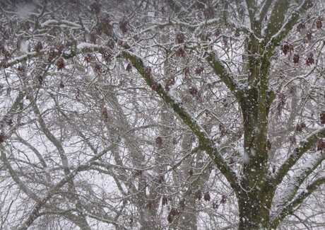 Sneeuw de derde dag 1
