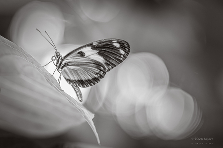 Heliconius hecale