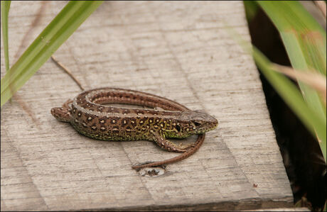 Zandhagedis