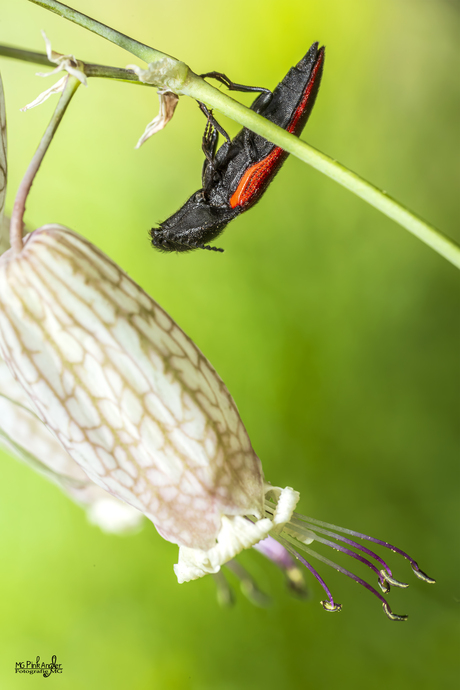 Bloedrode Kniptor Schittert in Macrofotografie bij een Prachtige Bloem