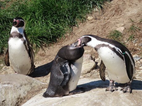 pinguins  in Wildland Emmen