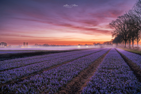 Zonsopgang boven krokusveld