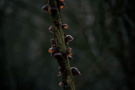 Paddestoelen