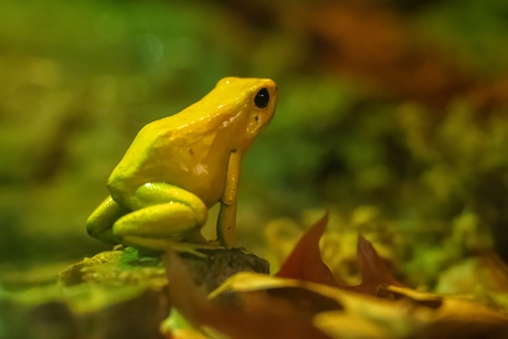 Gouden Pijlgifkikker
