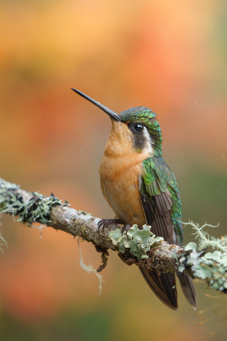 Roodbuikjuweelkolibrie 