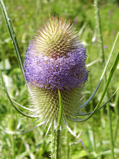 Distel