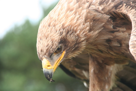 Roofvogel close-up