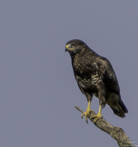 Buizerd