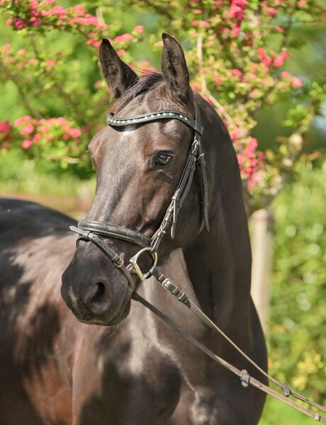 Maxima (Groninger)