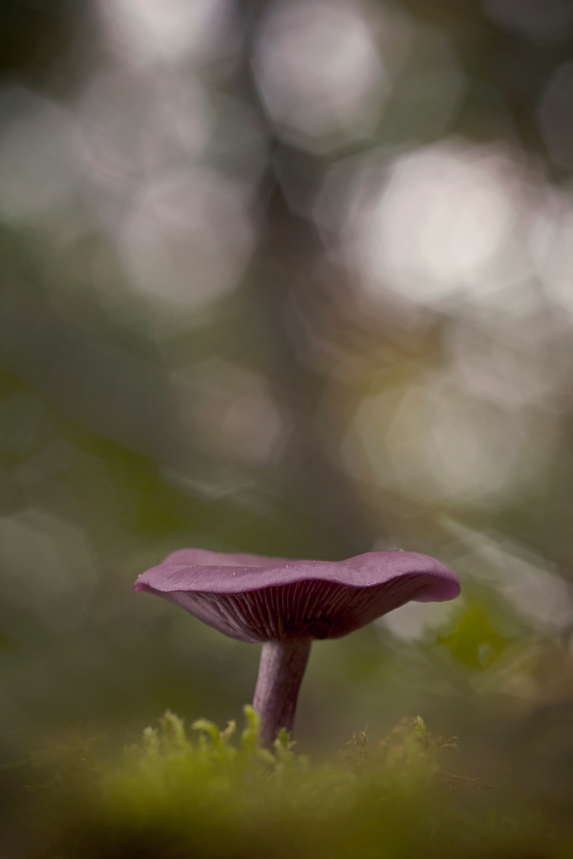 Right in front of it - dit zwammetje stond er precies goed voor

iedereen weer bedankt voor de reacties op mijn vorige upload

gr Monique - foto door monique68 op 20-10-2017 - deze foto bevat: licht, paddestoel, herfst, bokeh