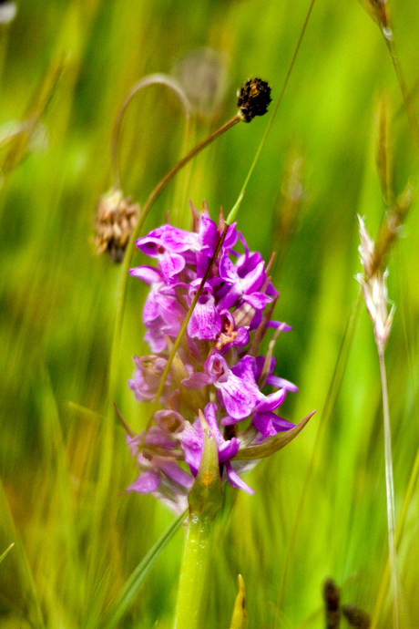 Brede Orchidee bij windkracht 5-6