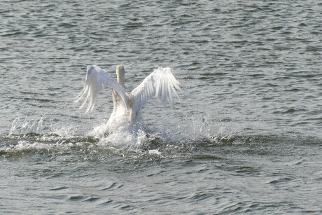 P1280512  H v Holland  Oranje sluis haventje  CRICUS ZWAAN  op 1 juni 2025  