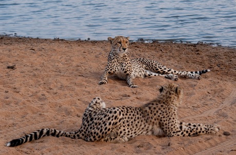 Cheetahs relaxen