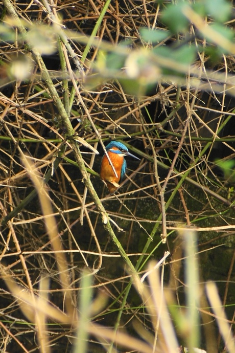 IJsvogel, mannetje