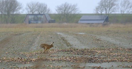 als een haas er vandoor