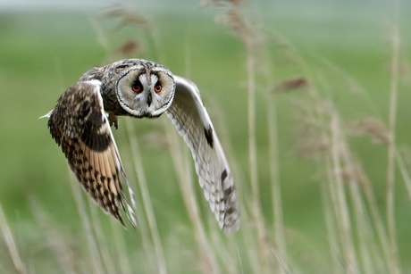 Jagende ransuil