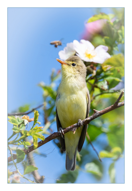 spotvogel