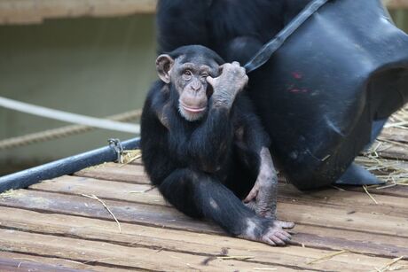 Chimpansee