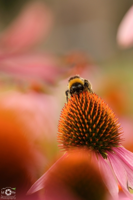 Schoonheid van de natuur