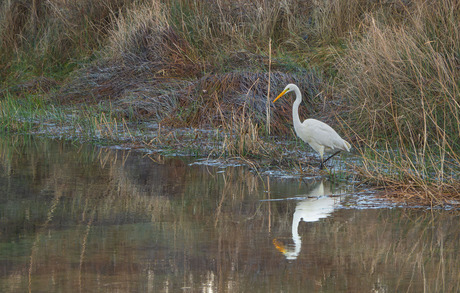 grote zilverreiger