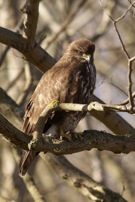 Buizerd